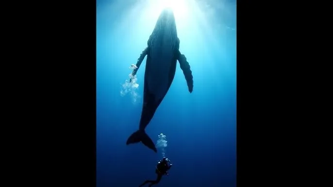 电梯小姐动漫3在线观看 - 深蓝星球：探索海洋深处的未知世界